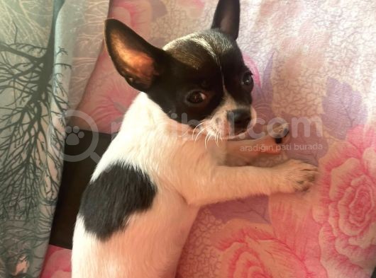 Bal Tadında Chihuahua görsel