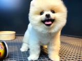 Ayı Surat Pomeranian Boo Yavrularımız