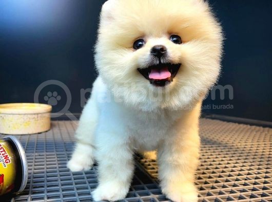 Ayı Surat Pomeranian Boo Yavrularımız