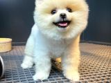 Ayı Surat Pomeranian Boo Yavrularımız