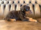 Doberman Yavrulari