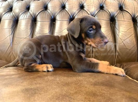 Doberman Yavrulari görsel