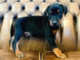 Doberman Yavrulari