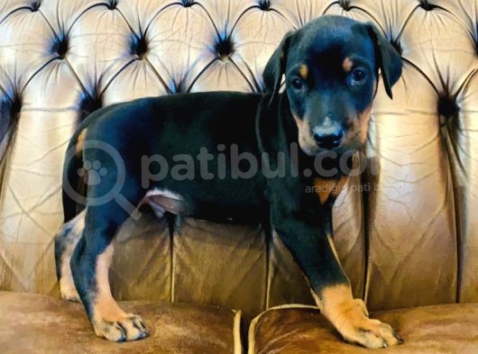 Doberman Yavrulari görsel