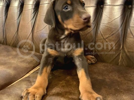 Doberman Yavrulari görsel
