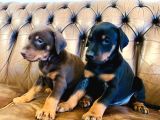 Doberman Yavrulari
