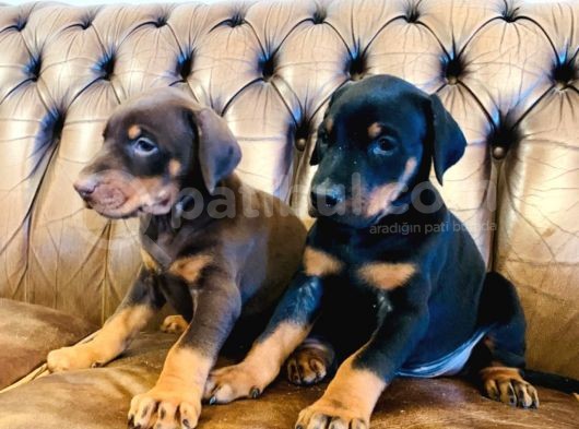 Doberman Yavrulari
