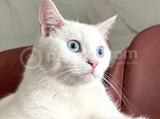 British Shorthair Kedi