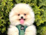 Safkan Pomeranian Boo Yavrularımız