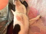 Bal Tadında Chihuahua