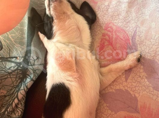 Bal Tadında Chihuahua görsel