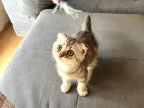 Scottish Fold 2 Aylık Dişi Yavrumuz
