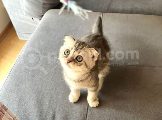 Scottish Fold 2 Aylık Dişi Yavrumuz
