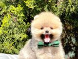 Safkan Pomeranian Boo Yavrularımız