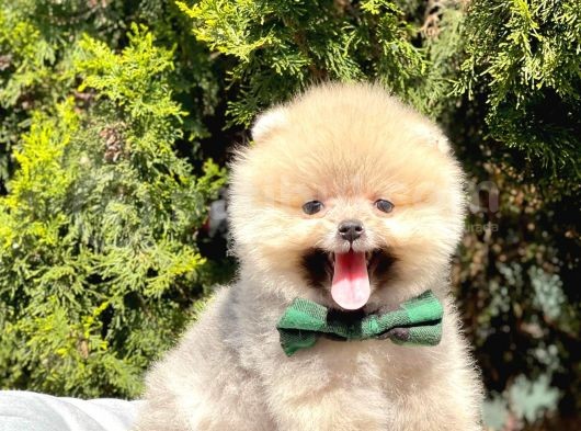 Safkan Pomeranian Boo Yavrularımız görsel