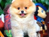 Ayı Surat Pomeranian Boo Yavrularımız