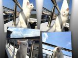 British Shorthair Kedi
