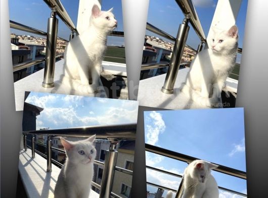 British Shorthair Kedi görsel