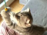 Scottish Fold 2 Aylık Dişi Yavrumuz
