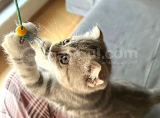 Scottish Fold 2 Aylık Dişi Yavrumuz görsel