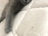 Safkan British Shorthair Dişi 1 Yaşında