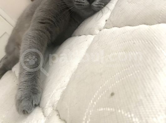 Safkan British Shorthair Dişi 1 Yaşında