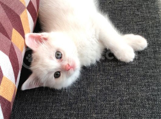 Pamuk Bebeğim Yeni Evini Arıyor görsel