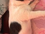 Bal Tadında Chihuahua