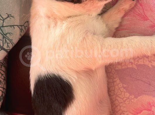 Bal Tadında Chihuahua görsel