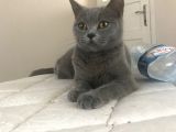 Safkan British Shorthair Dişi 1 Yaşında