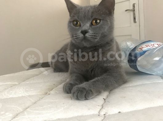 Safkan British Shorthair Dişi 1 Yaşında görsel