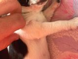 Bal Tadında Chihuahua