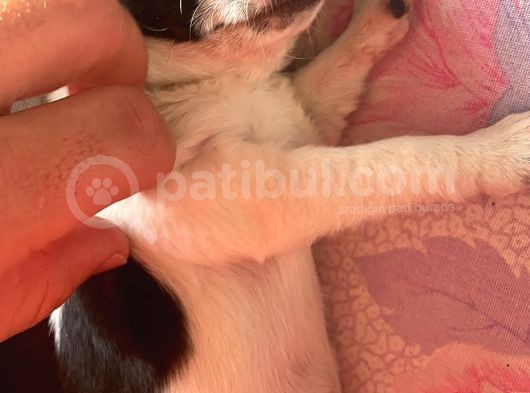 Bal Tadında Chihuahua görsel