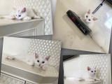 British Shorthair Kedi