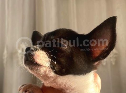 Bal Tadında Chihuahua