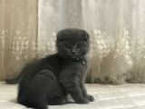 A Kalite Scottish Fold Dişi