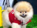 Aa Kalite Safkan  Pomeranian Oğlumuz