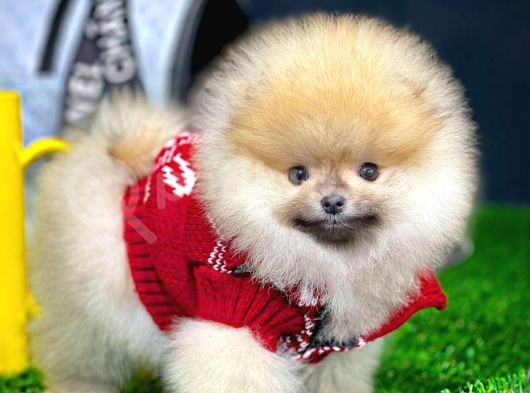 Aa Kalite Safkan  Pomeranian Oğlumuz görsel