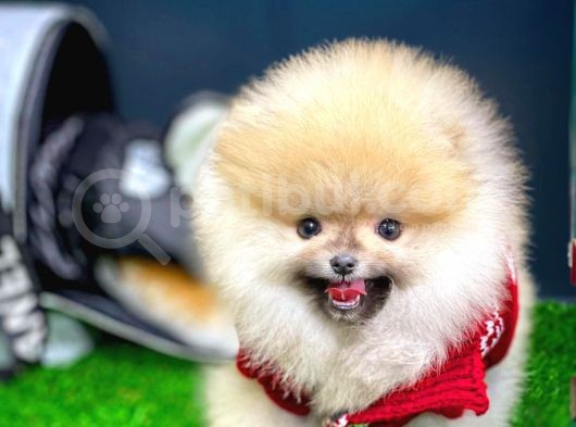 Aa Kalite Safkan  Pomeranian Oğlumuz