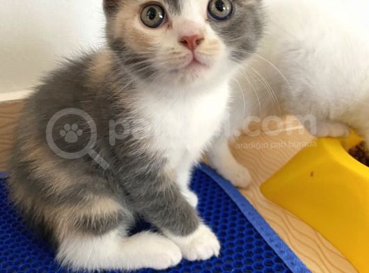 2 Aylık Mama Kum Eğıtımı Var görsel