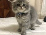 A Kalite Scottish Fold Dişi