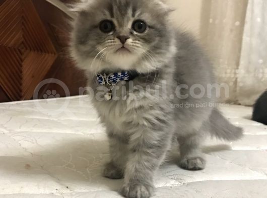 A Kalite Scottish Fold Dişi görsel