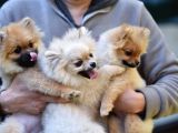Orji̇nal Pomerani̇an Boo Yavrularimiz