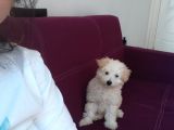Toy Poodle Kızımız Sahibini Arıyor