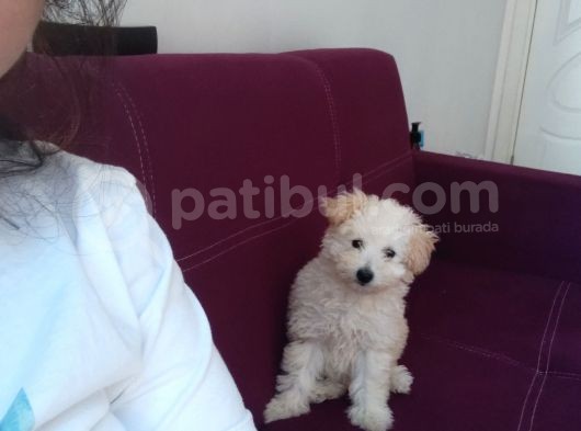 Toy Poodle Kızımız Sahibini Arıyor görsel