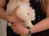 Toy Poodle Kızımız Sahibini Arıyor