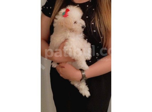 Toy Poodle Kızımız Sahibini Arıyor