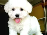 Basık Burun Maltese Terrier Yavrularım