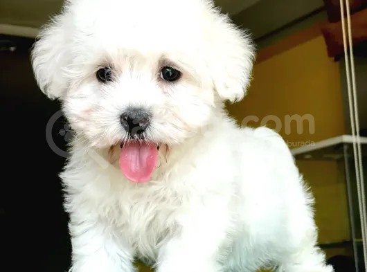 Basık Burun Maltese Terrier Yavrularım