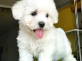 Basık Burun Maltese Terrier Yavrularım
